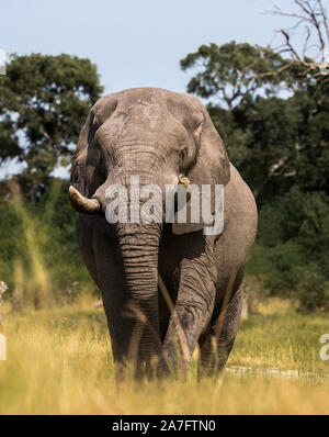 Elefante africano a camminare verso la telecamera Foto Stock