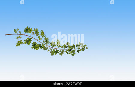 Ancora in vita. Studio Immagine di Campo (acero Acer campestre) ramo dell'albero. Foto Stock