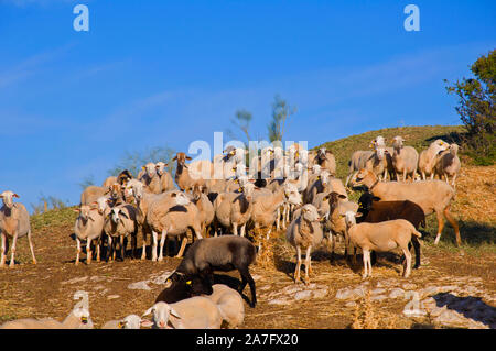 Bianco, marrone e nero pecore sulla sommità della collina. In autunno, Andalusia, Spagna Foto Stock