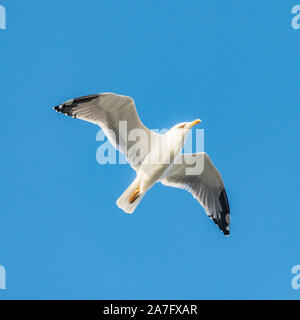 Seagull volare al di sopra del mare sul cielo blu baclground. Foto Stock