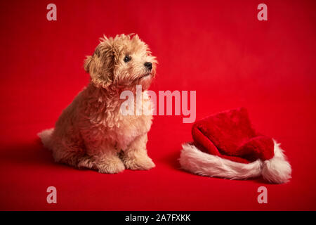 Piccolo cucciolo giocando con una Santa's hat su sfondo rosso Foto Stock