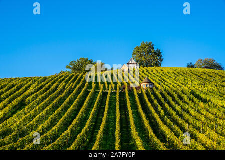 Germania, righe verdi di un vigneto di Grafenberg a Schorndorf in serata calda luce del sole nella stagione autunnale Foto Stock