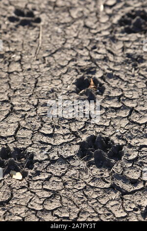 Footprint animale tracce nel fango essiccato Foto Stock