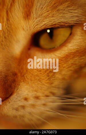 Lo zenzero cat vicino fino metà faccia ritratto Foto Stock