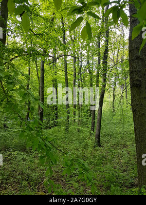 Raggi di sole attraverso alberi ombrosi rami nella fitta foresta verde in Germania durante il periodo primaverile Foto Stock