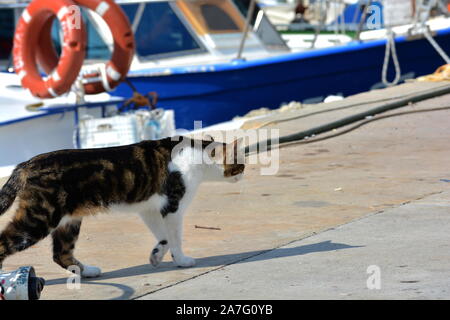 Porto cat prowls intorno alla banchina in Alanya Turchia in cerca di cibo e scarti Foto Stock