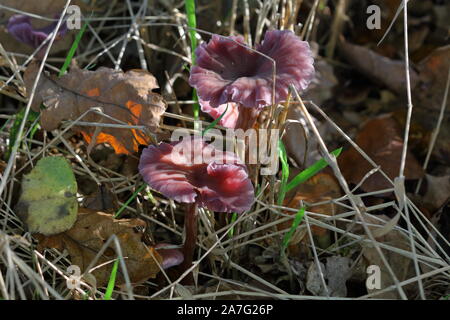 Amethyst Deceiver (Laccaria amethystina) nel bosco su un autunnale di mattina di sole Foto Stock