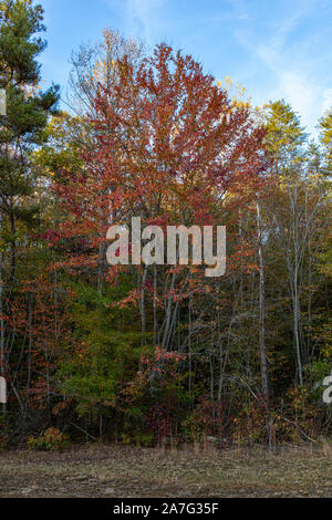 Autunno in scena con rosso, verde, giallo, marrone e arancione e un albero che mostra off è i colori rosso contro gli altri Foto Stock