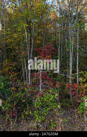 Autunno in scena con rosso, verde, giallo, marrone e arancione e un albero che mostra off è i colori rosso contro gli altri Foto Stock