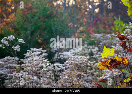 Fiori bianchi e colorati di foglie e alberi verdi mostra i colori autunnali Foto Stock