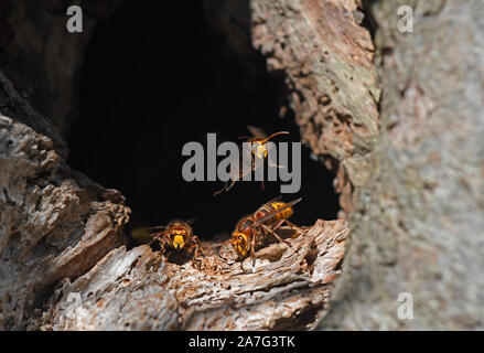 Unione Hornet (Vespa crabro) adulti in ingresso al foro di nido, in procinto di prendere il volo, Wales, Regno Unito, ottobre Foto Stock