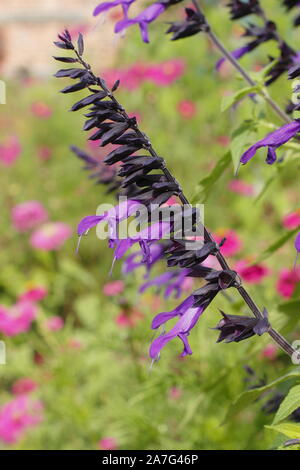 Salvia " Amistad',perenne fioritura di salvia in un giardino di settembre confine. Regno Unito. Modulo Gas Anestetici Foto Stock