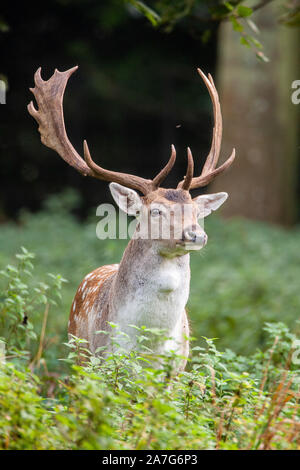 Daini, (Dama Dama), Comune: castagno rivestire con mottles bianco è più pronunciato in estate con una molto più scuri, immacolata ricoprire d'inverno. Foto Stock