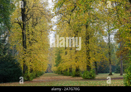 Aututmn in Lime Avenue a Westonbirt Arboretum, Gloucestershire, England, Regno Unito Foto Stock