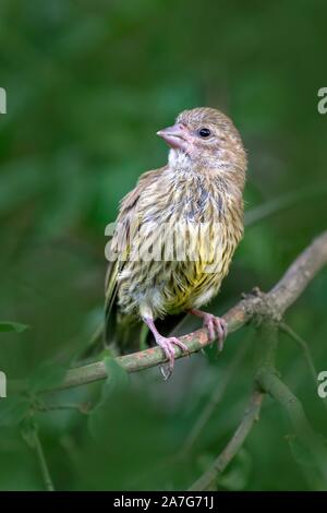 Verdone europeo (Chloris chloris), giovane uccello, siede sul ramo, Schwaz, in Tirolo, Austria Foto Stock