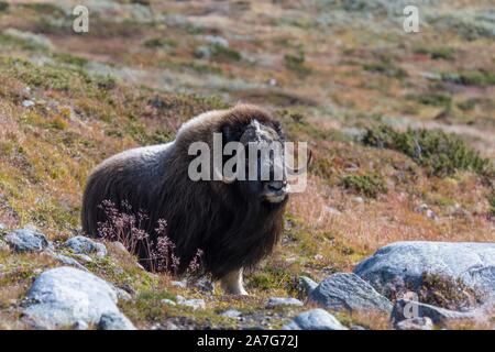 Musk ox (Ovibos moschatus) nel paesaggio autunnale, Fjall, maschio, Dovrefjell-Sunndalsfjella National Park, Norvegia Foto Stock