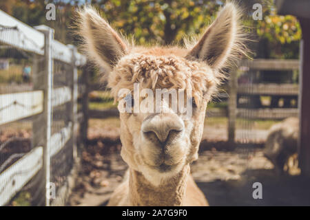 Luce alpaca beige colpo alla testa della penna impostazione vintage Foto Stock