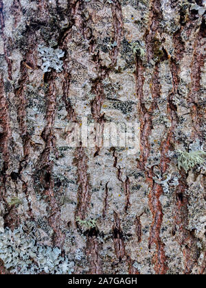 Texture in rilievo del bianco-marrone corteccia di un albero con muschio verde lichene e su di esso. Foto Stock