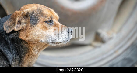 Il vecchio arancione e il cane nero è stato fissando qualcosa davanti a lui Foto Stock