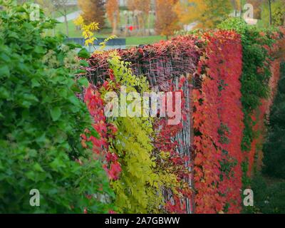 Bellissima parete in un parco della città coperto con foglie colorate in verde, rosso e marrone in inizio di caduta Foto Stock