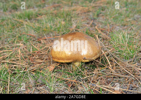 Jersey fungo vacca noto anche come Suillus Bovinus Foto Stock