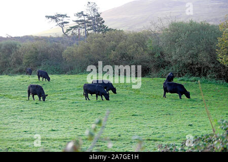 Welsh nero il pascolo di bestiame in un campo in una fattoria in autunno vicino a Caernarfon Galles del Nord Gran Bretagna UK KATHY DEWITT Foto Stock