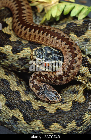 Il sommatore o Northern Viper giovani (Vipera berus berus) REGNO UNITO. Wth femmina nuovo nato giovane. Norfolk. In Inghilterra. Foto Stock