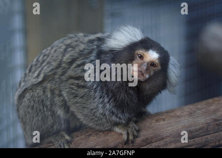 Marmoset comune Foto Stock