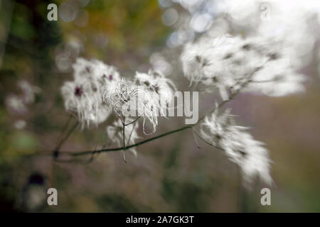 Uno stand di sementi di una comune Vigna Bosco in focus altri sfocata bokeh bella con macchie di luce Foto Stock