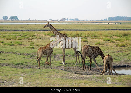 Le giraffe al waterhole in Botswana Chobe NP Foto Stock