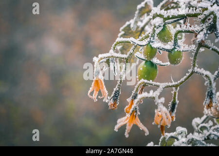 Il primo novembre gelate in Polonia. Congelati ramoscelli di ciliegia di piante di pomodoro con sfondo sfocato. Foto Stock