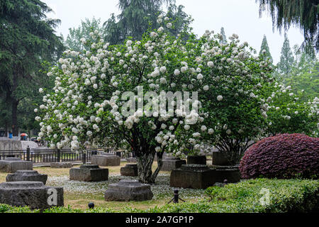 Snowball cinese Viburnum arbusti in fiore in primavera nel Parco Wuchaomen, Xuanwu District of Nanjing, provincia dello Jiangsu, Cina Foto Stock