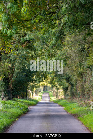 Un paese strada fiancheggiata da alberi formando una campagna verde tunnel che conduce nella distanza. Foto Stock