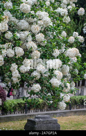 Snowball cinese Viburnum arbusti in fiore in primavera nel Parco Wuchaomen, Xuanwu District of Nanjing, provincia dello Jiangsu, Cina Foto Stock