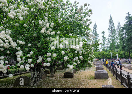 Snowball cinese Viburnum arbusti in fiore in primavera nel Parco Wuchaomen, Xuanwu District of Nanjing, provincia dello Jiangsu, Cina Foto Stock