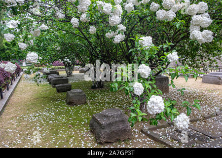 Snowball cinese Viburnum arbusti in fiore in primavera nel Parco Wuchaomen, Xuanwu District of Nanjing, provincia dello Jiangsu, Cina Foto Stock
