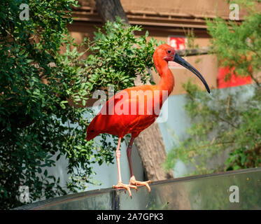 Uccelli esotici in zone umide voliera in acquario oceanografico presso la Città delle Arti e delle Scienze di Valencia, Spagna Foto Stock