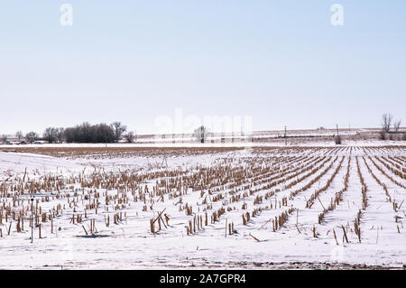 In inverno la neve copre un campo di stoppie di mais dopo il raccolto Foto Stock