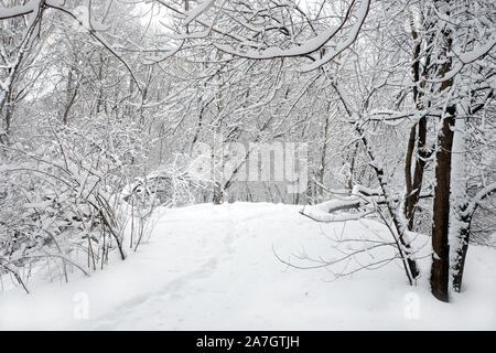 Bellissimo paesaggio con coperte di neve il percorso nel bosco tra gli alberi su un nuvoloso giorno di inverno Foto Stock