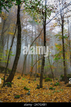Colori pastello nella foresta di autunno Foto Stock