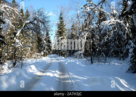 Bellissimo paesaggio con suburbana in strada coperta di neve alberi ad alto fusto in ombre nella foresta invernale dopo la nevicata sulla luminosa giornata di sole Foto Stock