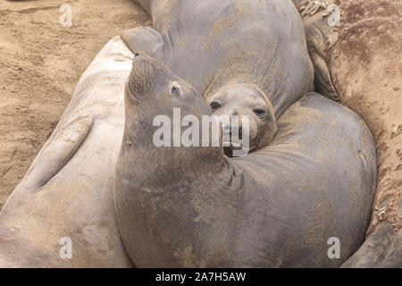 Elefante novellame Mirounga angustirostris, San Simeon, California, USA. Foto Stock