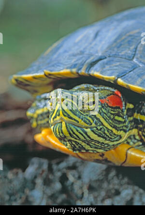 Rosso-eared tartaruga (Trachemys scripta elegans). Adulto. Ritratto. Close up. Contrassegni della testa compresi i cosiddetti "rosso orecchie" dietro l'occhio. Foto Stock