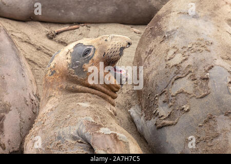 Muta giovani nord guarnizione di elefante Mirounga angustirostris, San Simeone, California, Stati Uniti Foto Stock