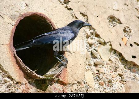 Santa Barbara, California, Stati Uniti d'America. 2° Nov, 2019. Crow sorsi acqua fuori della spiaggia di credito a parete: Amy Katz/ZUMA filo/Alamy Live News Foto Stock