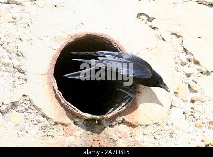 Santa Barbara, California, Stati Uniti d'America. 2° Nov, 2019. Crow sorsi acqua fuori della spiaggia di credito a parete: Amy Katz/ZUMA filo/Alamy Live News Foto Stock