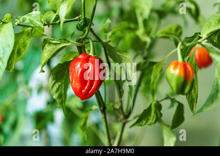 Habanero impianto dotato di fresco, mature habanero peperoni, pronto per il prelievo. Foto Stock