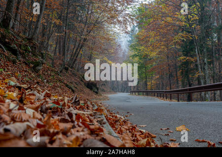 Strada nella foresta coperta con colorato di foglie morte Foto Stock