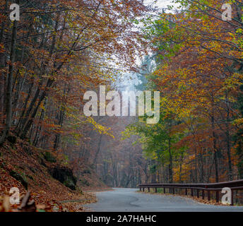 Strada nella foresta coperta con colorato di foglie morte Foto Stock