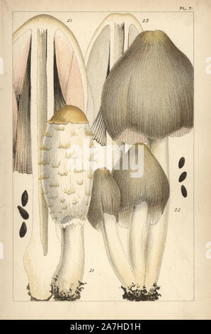 Shaggy copertura di inchiostro, Coprinus comatus 21 e inchiostro comune tappo a fungo, C. atramentarius 22. Chromolithograph dopo una illustrazione da M. C. Cooke dal suo "British funghi commestibili, come distinguere e come cuoco", Londra, Kegan Paul, 1891. Mardocheo Cubitt Cooke (1825-1914) era un botanico britannico, micologo e artista. Egli è stato curatore di un il museo in India dal 1860 al 1879, quando egli ha trasferito lungo con la collezione botanica ai Royal Botanic Gardens, Kew. Foto Stock